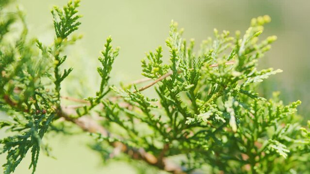 Thuja Leaf Swaying Wind. Popular Ornamental Plant. Evergreen Thuja Sways In The Wind. Rack focus.