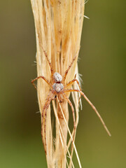Crab Runner Spiders on a plant stem. Genus Philodromus