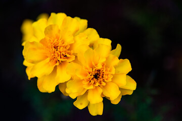 Golden and red marigold flowers