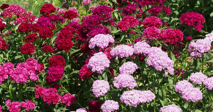 Dianthus barbatus - Sweet William, ornamental plant with its clusters of flowers in umbels in varied pink and red petals at top of stems bearing blue-green tapered leaves

