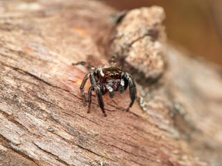 Small jumping spider on a log. Evarcha jucunda
