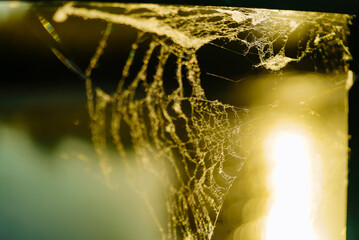 Close-Up of a Spider Web on a Window