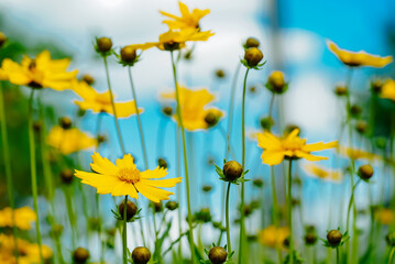 Field of Vibrant Yellow Flowers with a Clear Blue Sky. A field of yellow flowers with a blue sky in the background