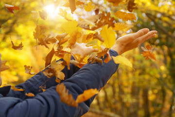 Female hands try to catch falling autumn leaves.
