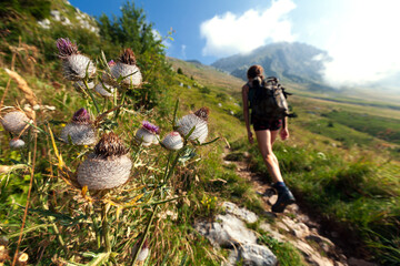 Beautiful Flora on Hike in Julian Alps - Thistle in Bllom - Mount Krn - Julian Alps Slovenia