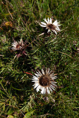 Carlina Acaulis - Stemless Carline Thistle - Dwarf Carline Thistle - Silver Thistle Flower in Julijan Alps Slovenia