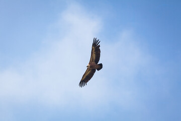 Obraz premium Eurasian Griffon Vulture in Fly Over Blue Sky of Julian Alps Europe - Gyps Fulvus