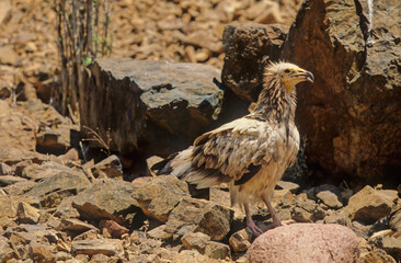 Egyptian vulture