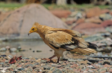Egyptian vulture