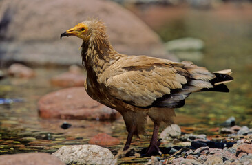 Fototapeta premium Egyptian vulture