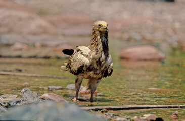 Egyptian vulture