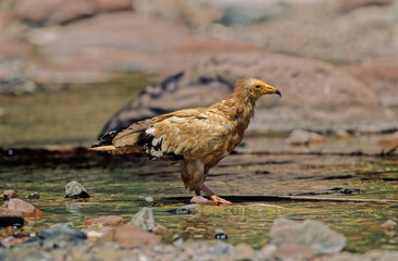 Egyptian vulture