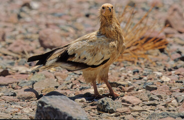 Egyptian vulture