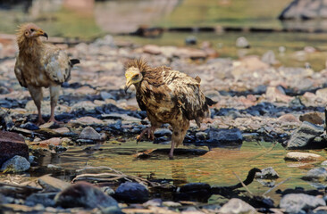 Egyptian vulture