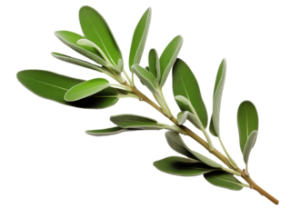 sage herb twig on transparent background