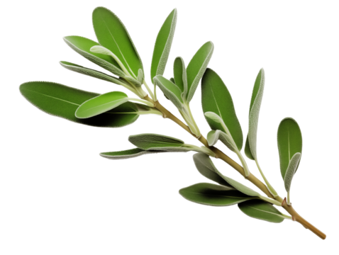 sage herb twig on transparent background