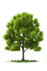 Giant green tree full of leaves on a white background PNG