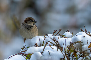 ein Spatz auf einem schneebedecktem Strauch