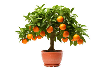 Pot of giant TANGERINE tree full of tangerine fruits on a white background