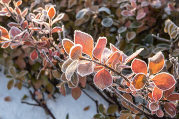 Plants covered with frost in winter
