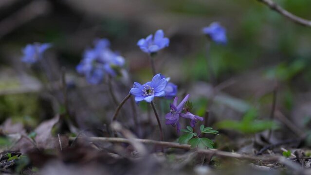 Common Hepatica or Anemone Hepatica, Blue Blossom Wild Flower. Violet Purple Hepatica Nobilis, First Spring Flower in the Blurred Background of Nature. Liverleaf, Liverwort, Ranunculaceae family
