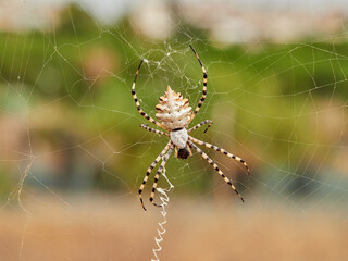 Large tiger spider on its own web with a prey. Argiope lobata