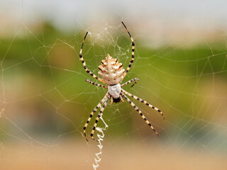 Large tiger spider on its own web with a prey. Argiope lobata