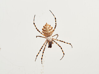 Large tiger spider on its own web with a prey. Argiope lobata