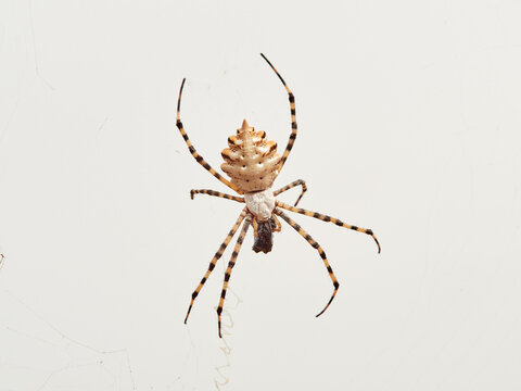 Large tiger spider on its own web with a prey. Argiope lobata