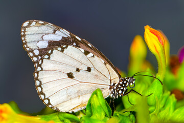 
Macro shots, Beautiful nature scene. Closeup beautiful butterfly sitting on the flower in a summer garden.
