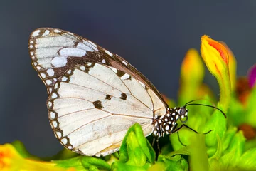 Meubelstickers  Macro shots, Beautiful nature scene. Closeup beautiful butterfly sitting on the flower in a summer garden.  © blackdiamond67