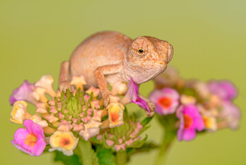 Obraz premium Macro shots, Beautiful nature scene , baby green chameleon sitting on flower in a summer garden.