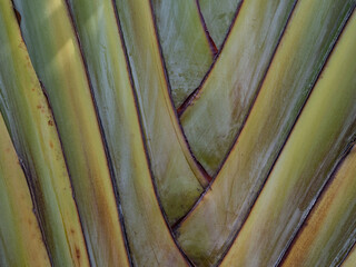 Background of green trunk close up