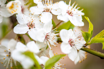 background early spring flowering trees, positive mood antidepression, quality background spring