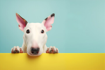 Creative animal concept. Bull Terrier dog puppy peeking over pastel bright background....