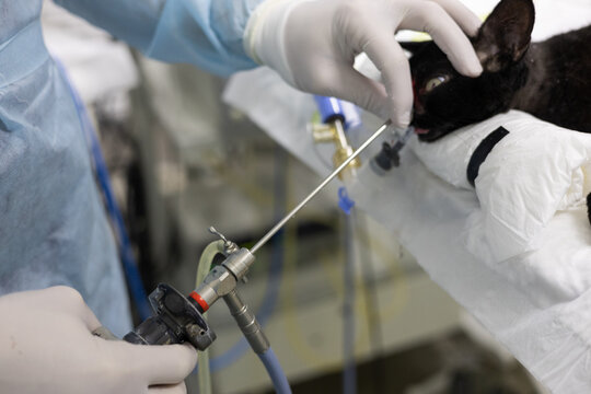 A veterinarian performs a rhinoscopy on a cat. Veterinary rhinoscopy for a detailed examination of the nose. The veterinarian uses rhinoscopy to diagnose the cat. Veterinary medicine, rhinoscopy.