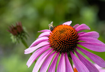 Macro of a bee on a pink coneflower blossom. save the bees environmental protection concept