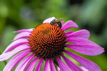 Macro of a bee on a pink coneflower blossom. save the bees environmental protection concept