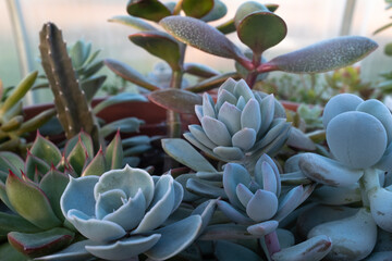 Background from succulent rosettes and crassulas, close-up. Colorful succulents for publication,...