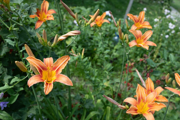 Fototapeta premium Tiger lily flowers. Background from blooming orange lilies for publication, design, poster, calendar, post, screensaver, wallpaper, postcard, banner, cover, website. High quality photo