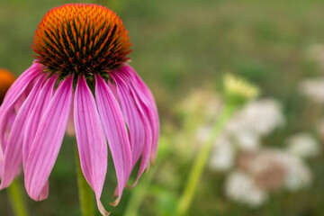 Echinacea purpurea on a green blurred backdrop. Pink echinace flower with petals for publication, poster, calendar, post, screensaver, wallpaper, postcard, banner, cover. High quality photo