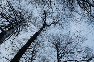 Crowns of snow-covered trees in the winter forest, bottom view. Snow landscape for publication, poster, screensaver, wallpaper, postcard, banner, cover, post. High quality photo