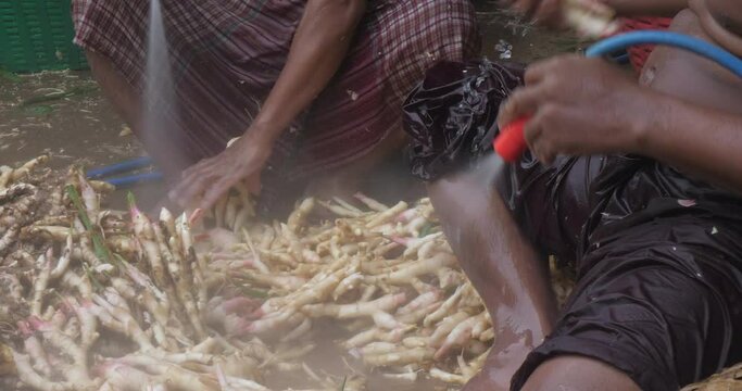 Just harvested ginger roots are washed with hose clean water