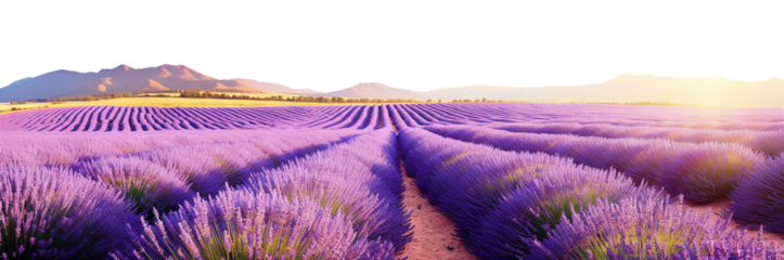 Endless rows of blooming lavender in scenic countryside, cut out