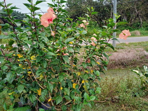 orange Hibiscus spp. flower plants in the mallow family, Malvaceae. photo taken in malaysia
