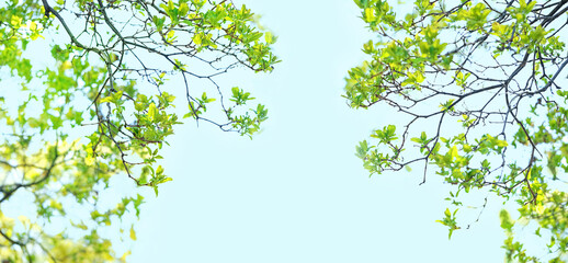 nature Background with green tree foliage. tree branches with Young green leaves against blue sky in sunny day. spring season. template for design. copy space. 