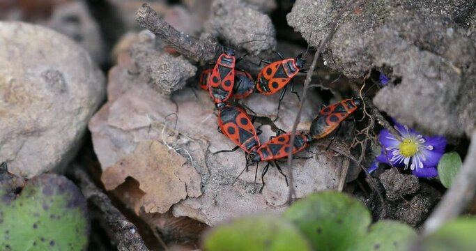 Firebugs insects Pyrrhocoris Apterus on the Ground. Springtime in Wild Nature. Beetles With a Red Spotted Back. Beautiful Wild Nature