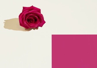 A red rose on a beige and magenta red background. Copy space. Minimal concept of romance and love. Valentine's pattern. Flat lay.