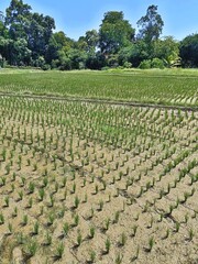 Vertical view of Balinese rice field with dry dirt in foreground, plants in tidy grid layout stretching to trees in distance