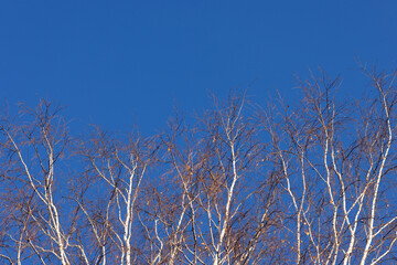 Fototapeta na wymiar Bright blue winter sky. Bare white birch branches. Postcard